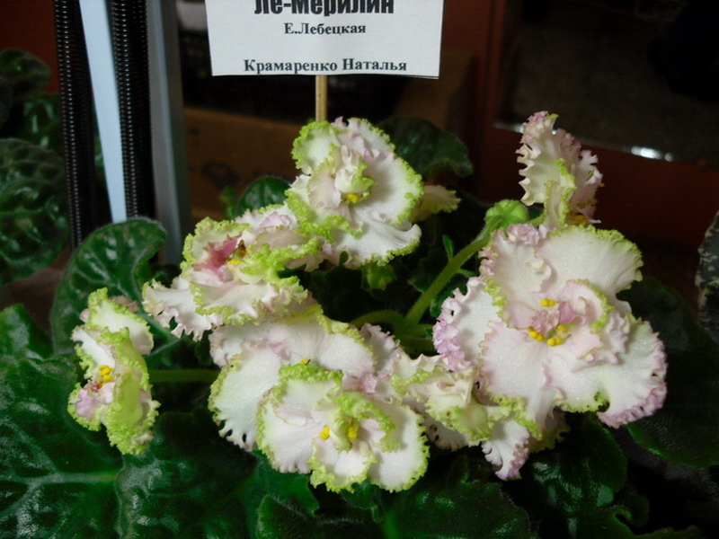 2013 -002-26 052.jpg