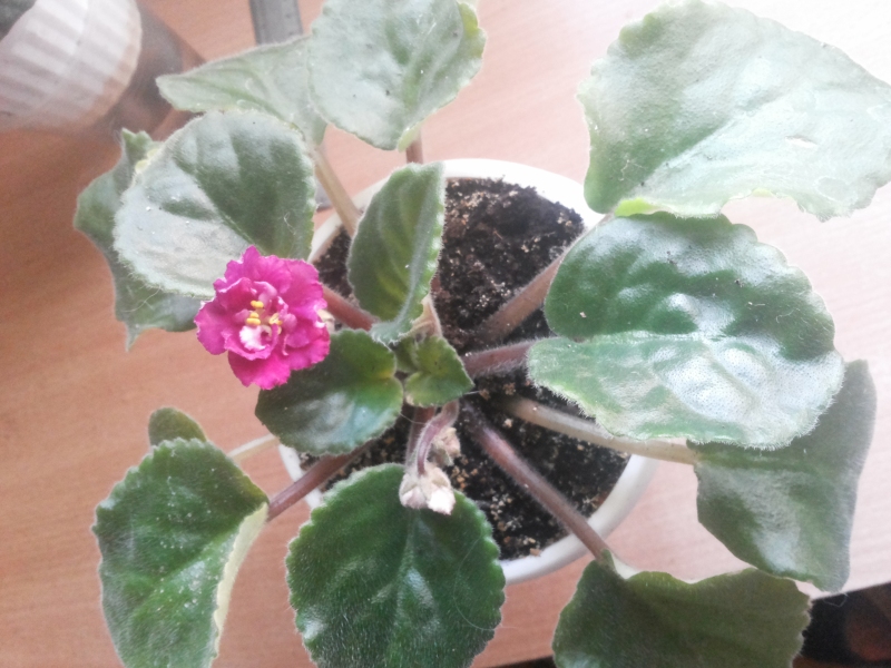 20141004_172237.jpg