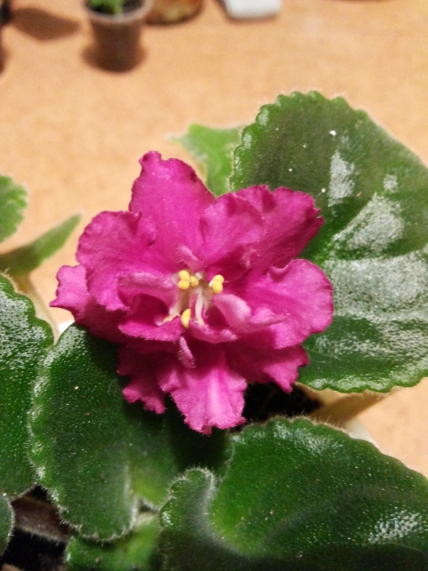 20141008_204937.jpg
