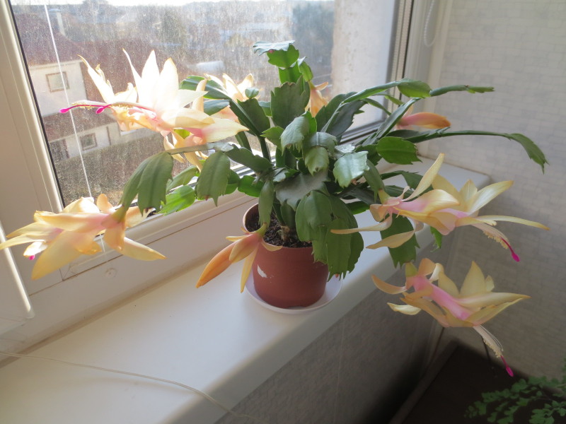 2014-11-18 08-03-23.JPG