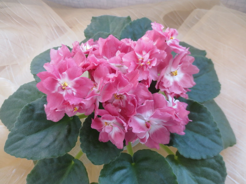 2014-11-18 09-43-32.JPG