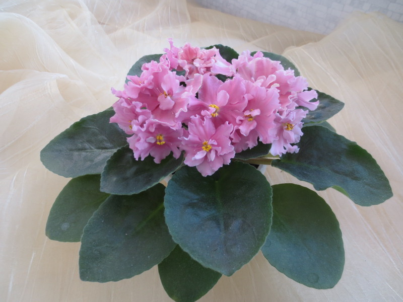 2014-11-18 09-54-28.JPG