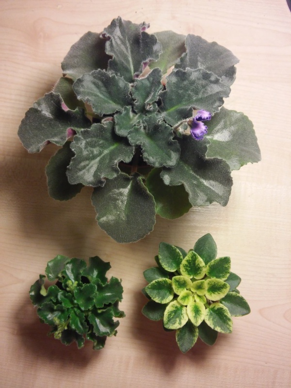 20150129_055428.jpg
