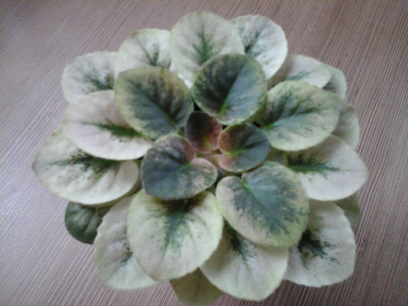 20150501_085212.jpg