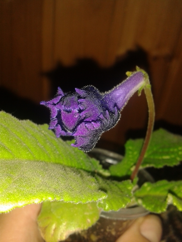20160620_204839.jpg