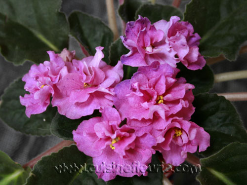 23 Поздравляю 2.jpg