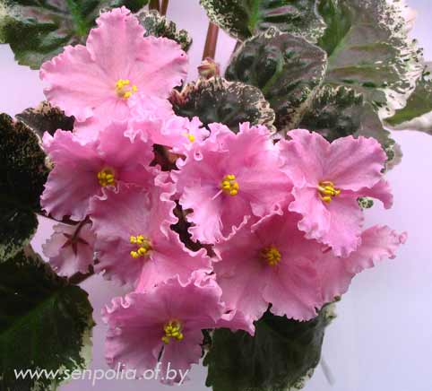 41 Buckeye Impetuous.jpg