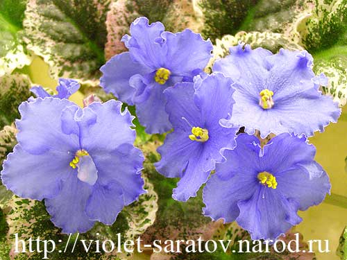 46 Caralil's Paloma.jpg