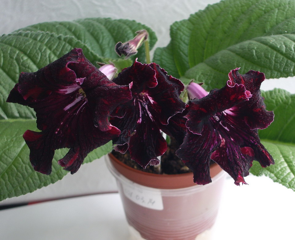 53 Сеянец Dimetris.jpg