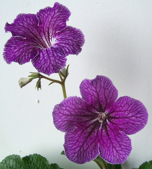 56.jpg