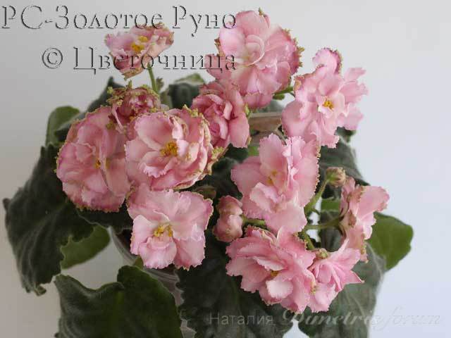 руно640.jpg