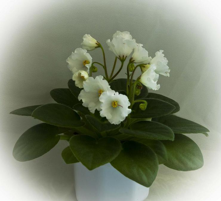 7_Alan's White Feather.jpg