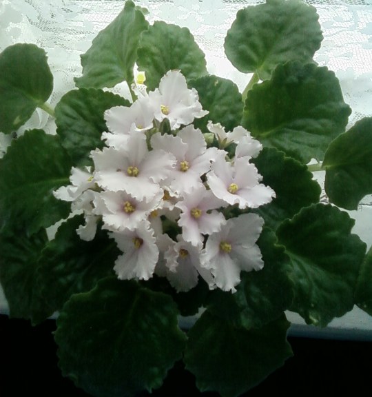 86 Colonial Werris Creek.jpg