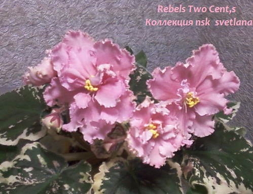 Фото-0022 (12).jpg