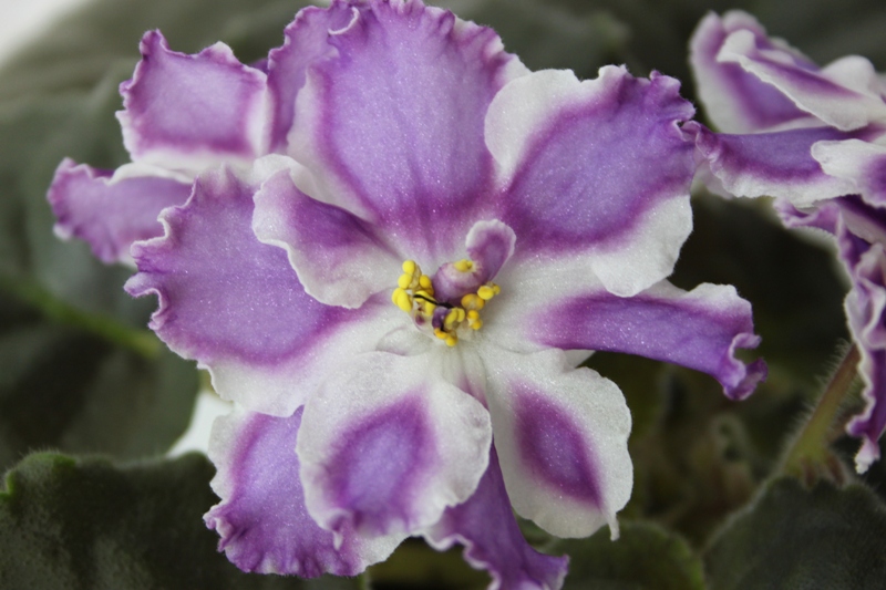 каталог 009.jpg