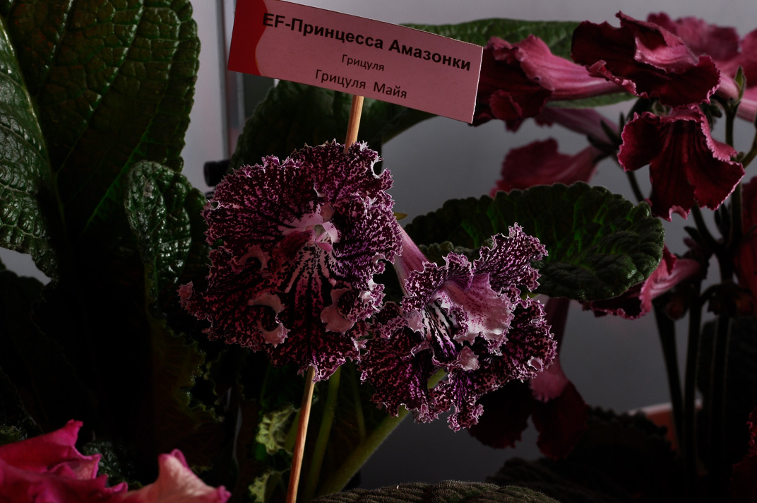 Изображение-028.jpg