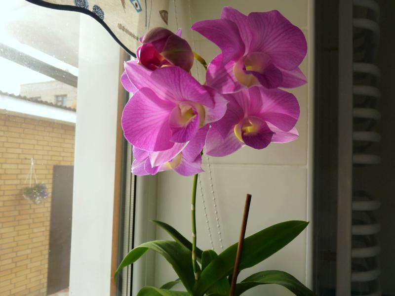 орхи 07.11 001_800x599.jpg