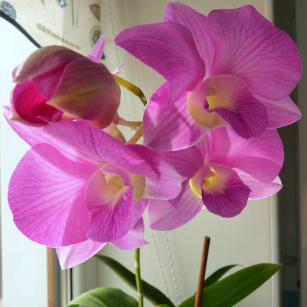 орхи 07.11 002_601x600.jpg