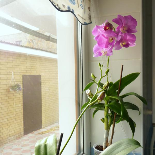 орхи 07.11 003_600x600.jpg