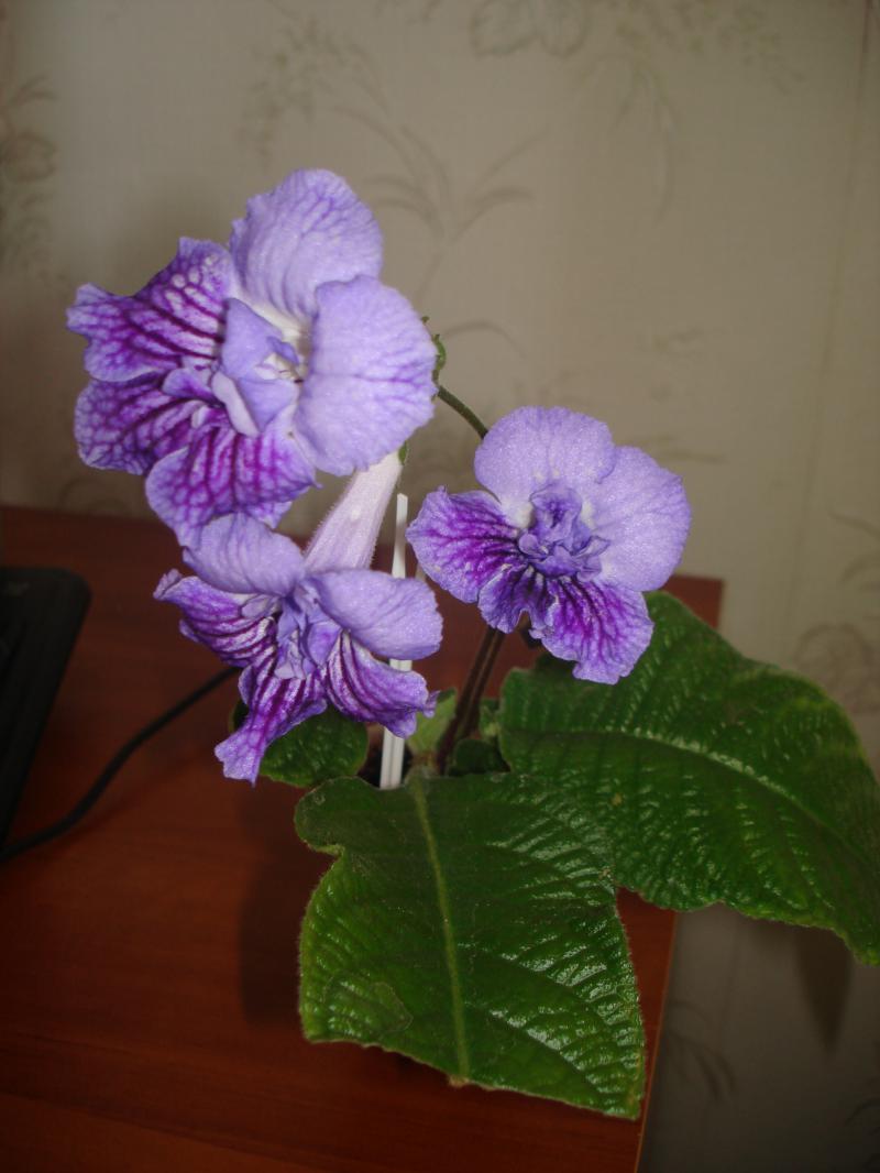 Изображение 081.jpg