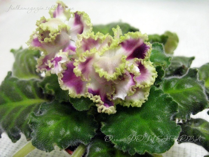 Изображение 1128 (Копировать).jpg