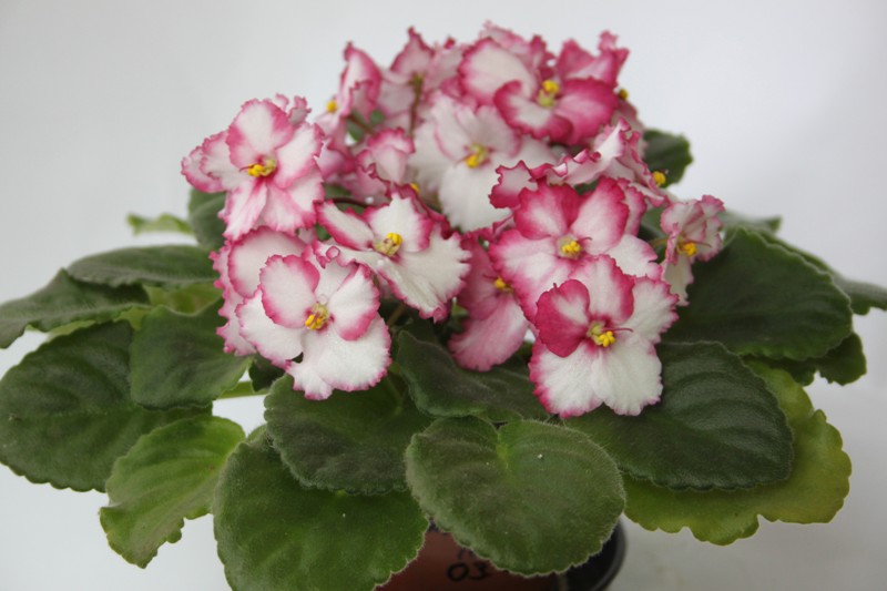 каталог 1334.jpg