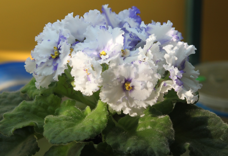 каталог 171.jpg