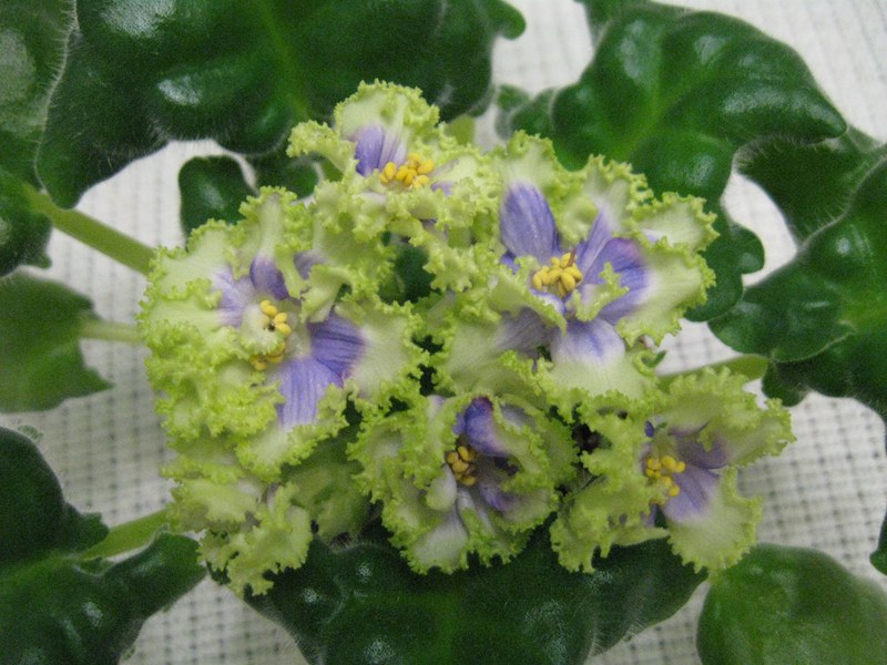 Изображение 182 (Копировать).jpg