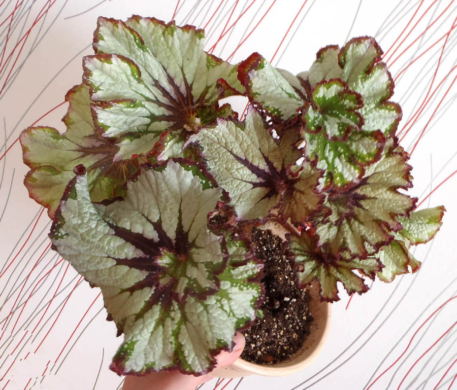 Бегония 1.jpg