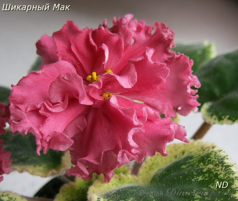 Шикарный Мак1.JPG