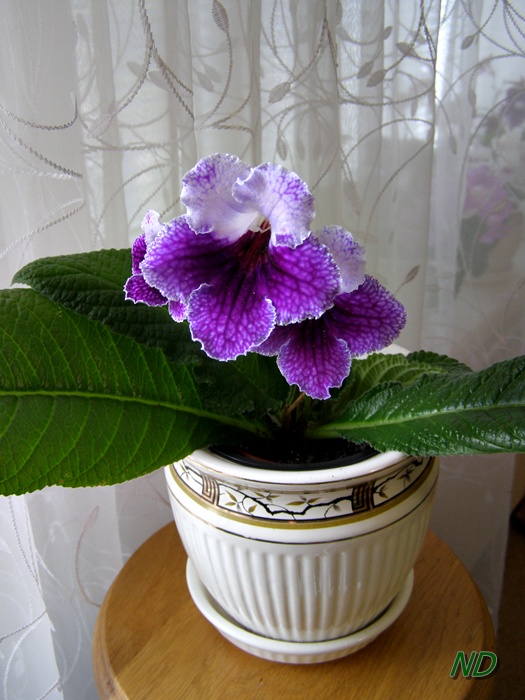 мотылек 1.JPG