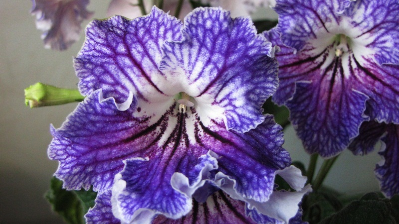 Аструс Люкс1.JPG