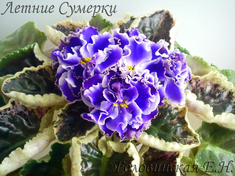 Летние Сумерки1.jpg