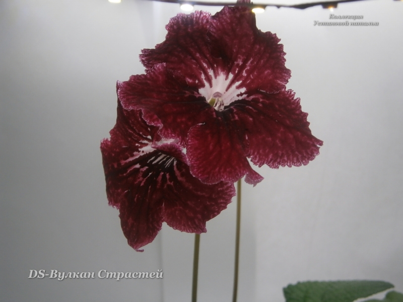 Изображение 22565.jpg