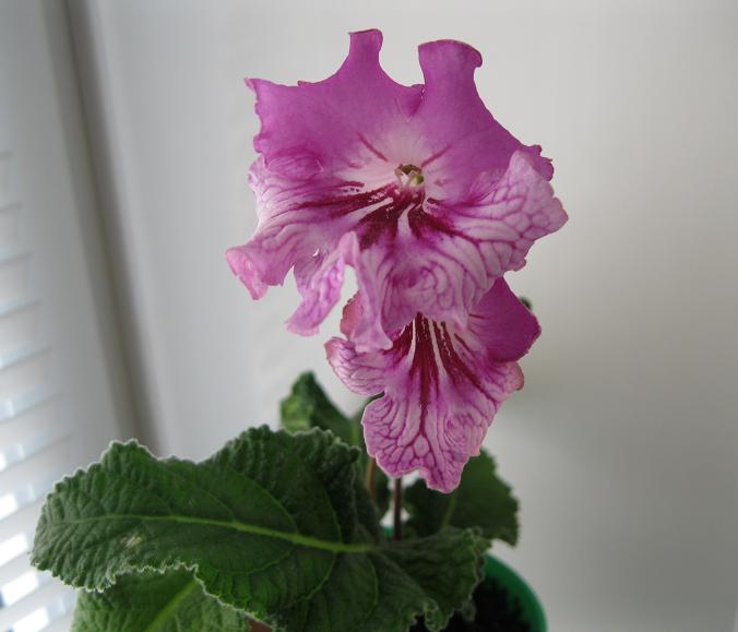 Аннасуе (2).JPG