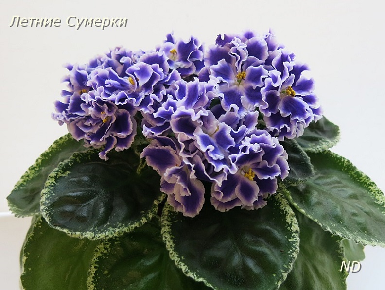 Летние Сумерки2.jpg