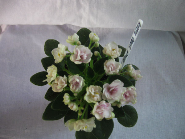 Изображение 421.jpg