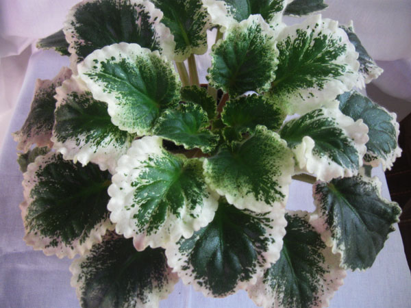 Изображение 436.jpg