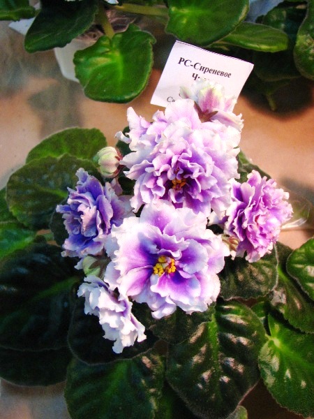 Изображение 436.jpg