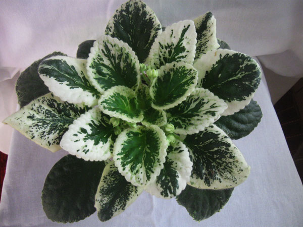 Изображение 441.jpg