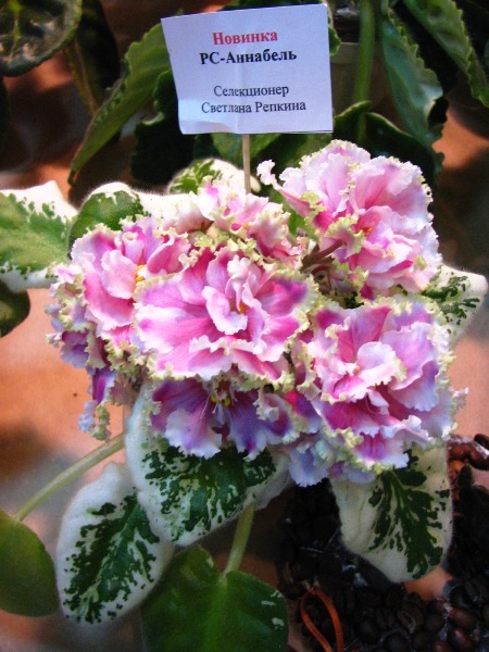 Изображение 449.jpg