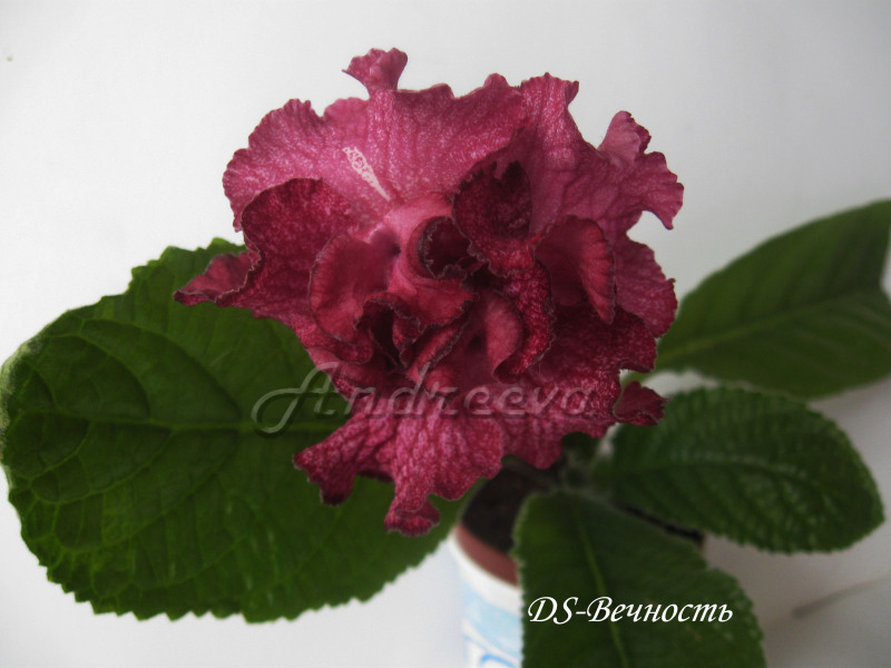 Изображение 5714=.jpg