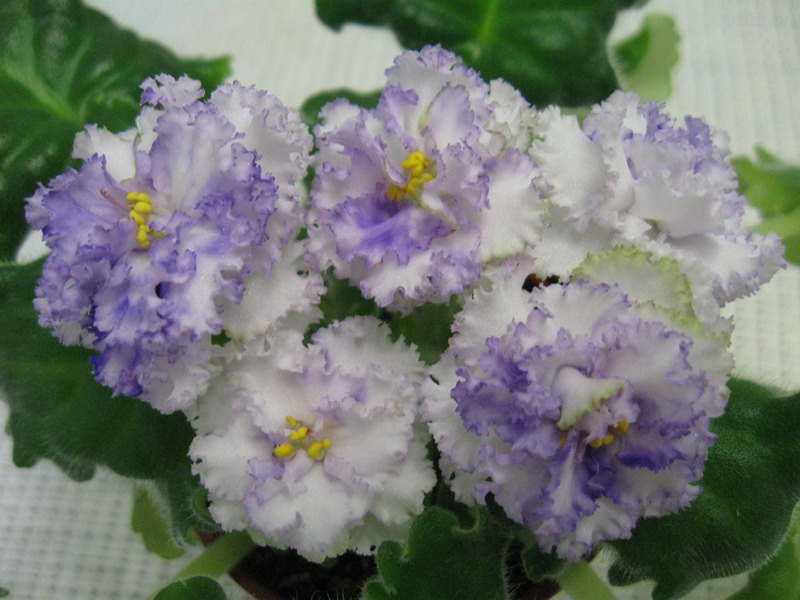 Изображение 713 (Копировать).jpg