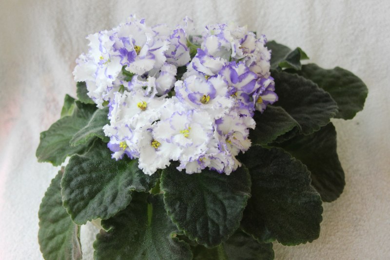 каталог 715.jpg