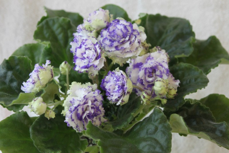 каталог 757.jpg