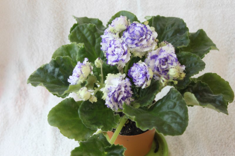 каталог 761.jpg