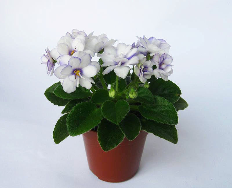 Копия Изображение 117.jpg