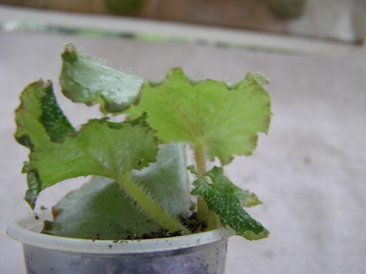 . бегонии 1.JPG