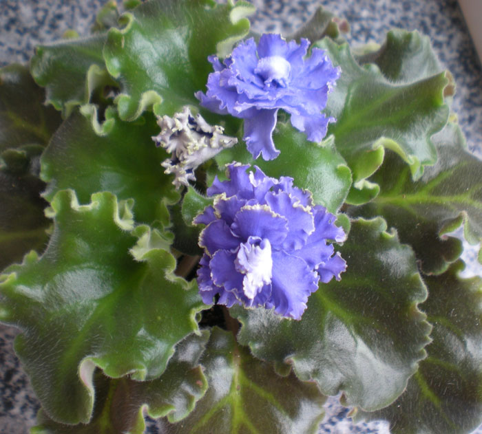 -кружево 1.jpg