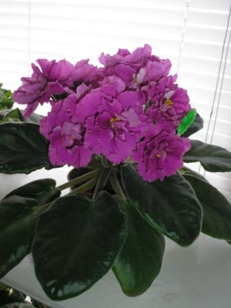 РС-Фараон 1.JPG